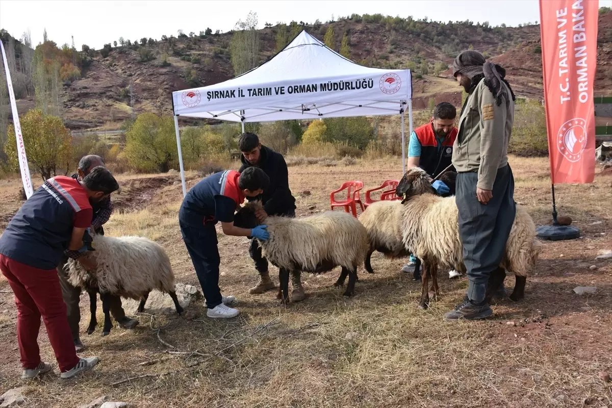 Şırnak’ta 342 Bin Küçükbaş Hayvana Sağlık Kontrolü ve Kayıt İşlemleri