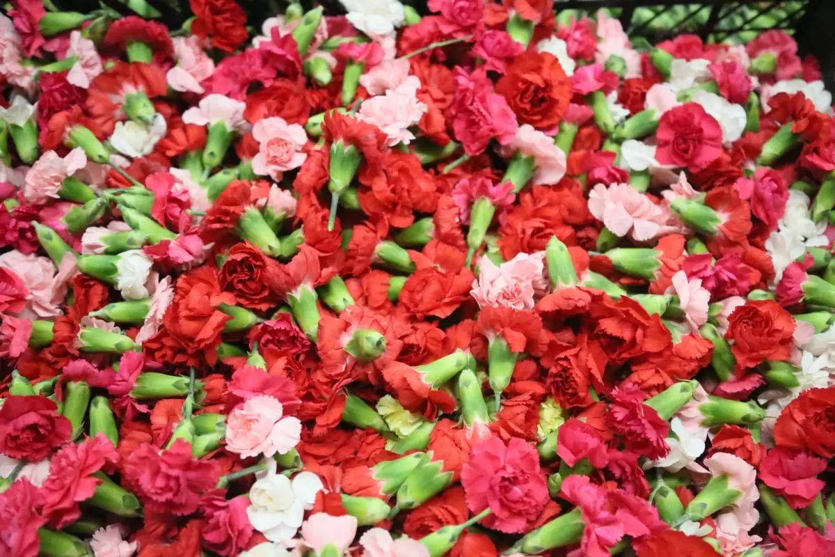 Yunanistan’da Tabak Yerine Çiçek: Türkiye’den Karanfil İhracatı Patlaması