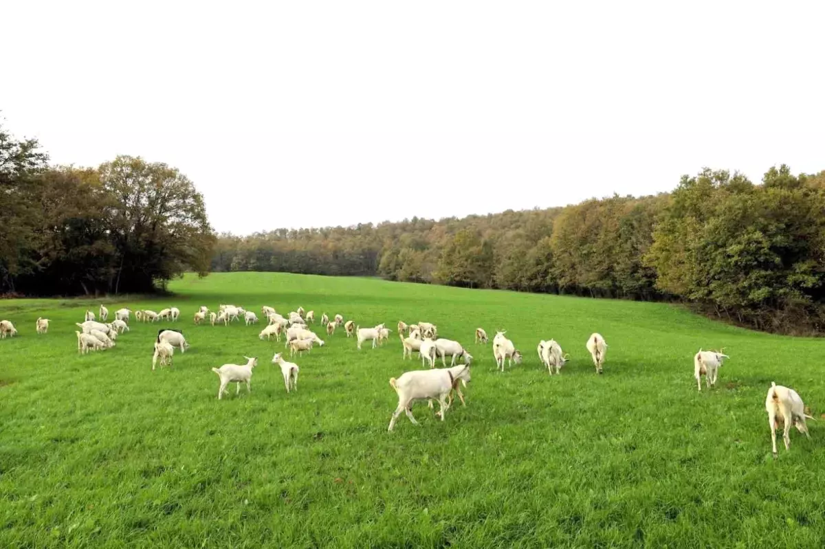 Kocaeli’de Hibeli Süt Otu Tohumu Üreticiyi Sevindiriyor