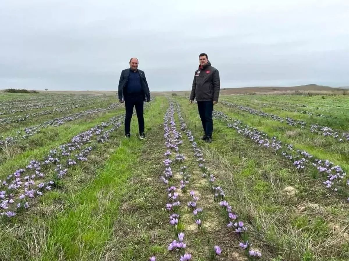 Tekirdağ’da Safran Üretimi Artıyor: Altın Değeri Taşıyan Bitki Bölge Ekonomisine Can Veriyor
