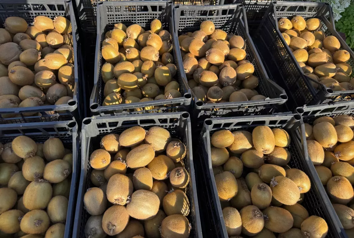 Ordu’da Kivi Üretimi Artıyor