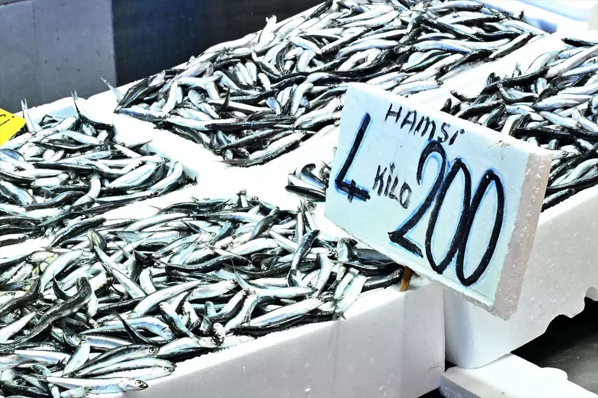 Trabzon’da Hamsi Sezonu: 50 Liradan Kilogram Fiyatıyla Şaşırtıyor