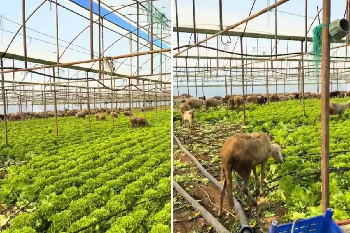 Ürün Para Etmeyince Seraya Koyun Sürüsünü Saldı: Çiftçinin Sessiz Protestosu Gündemde