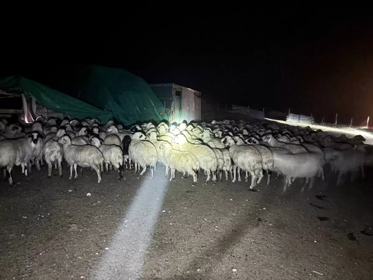 Yoğun Siste Kaybolan Koyunlar Bulundu