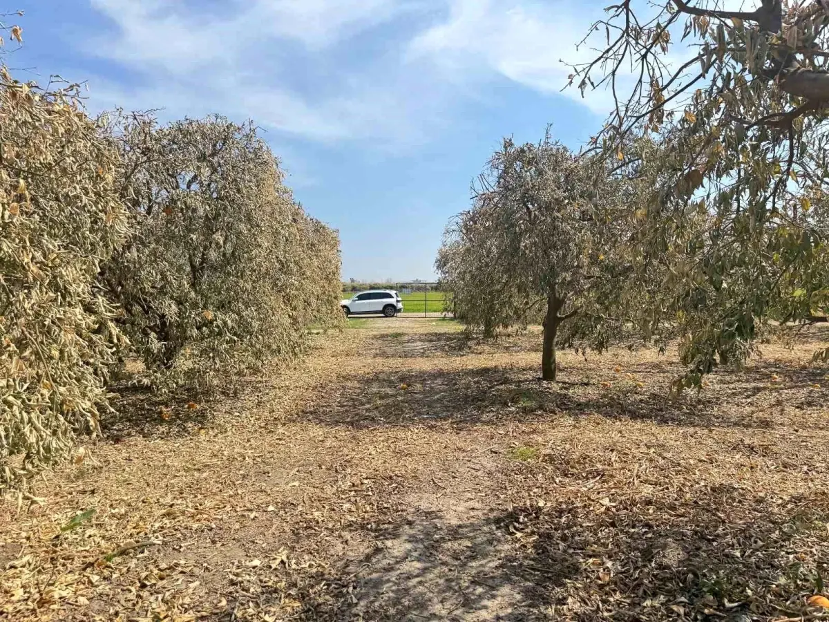 Greyfurt Üreticileri Destek Bekliyor
