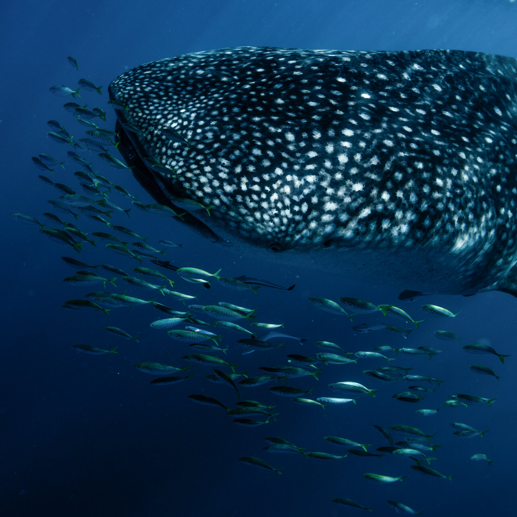 Sharks and Rays Secure Broad Protections Under New Global Trade Treaty