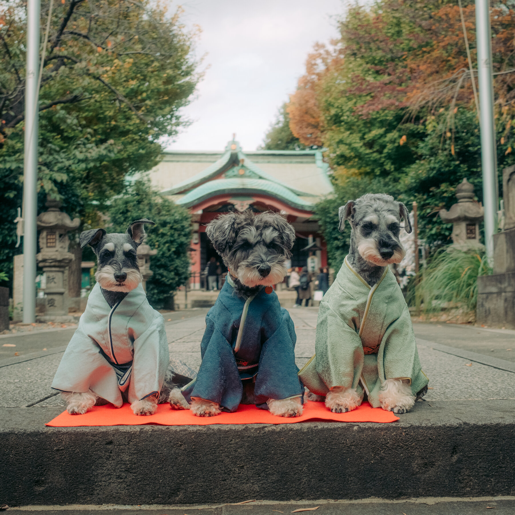 Dogs in Kimonos: Japan Reinvents a Children’s Holiday With Pets in Mind