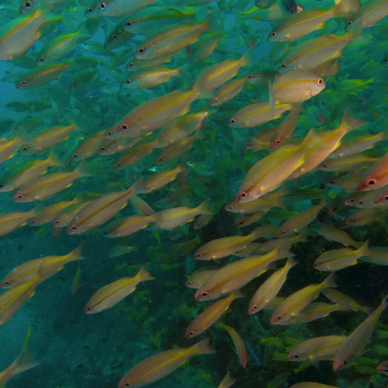 For Real: A Natural History of Misinformation