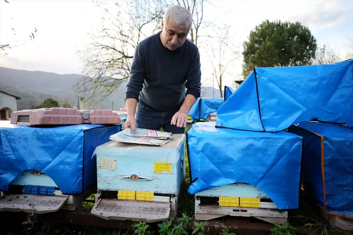 Yenice Ihlamur Balı AB Tescili Aldı: Küresel Pazarların Gözdesi
