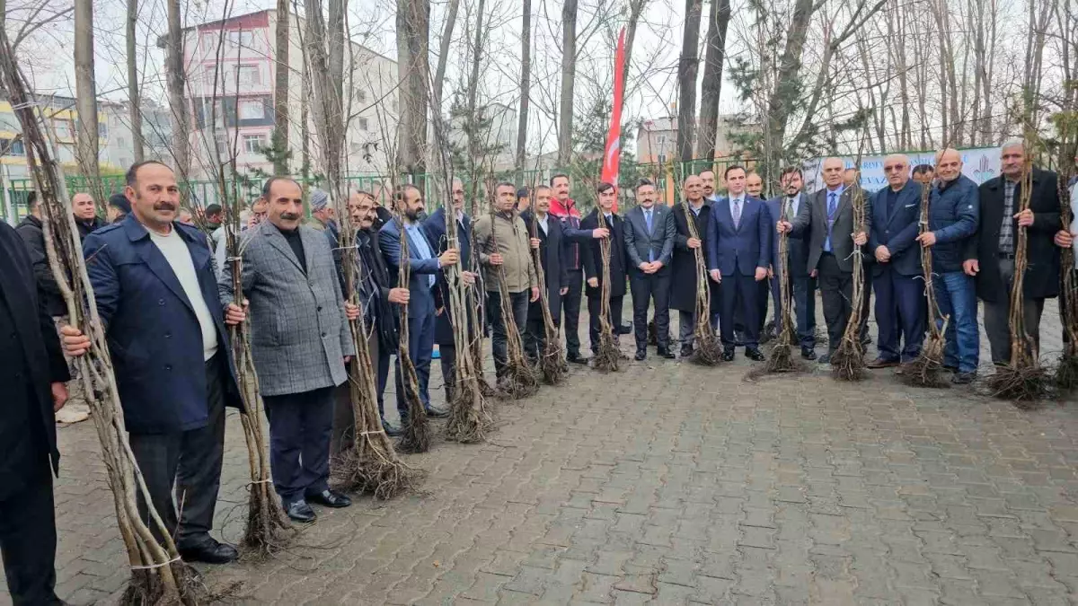 Bitlis’te 12 Bin Aşılı Ceviz Fidanı Dağıtıldı, Çiftçiler Destekten Memnun