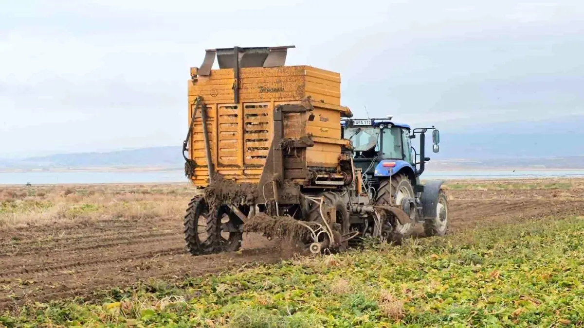 Adilcevaz’da Şeker Pancarı Sökümü Devam Ediyor
