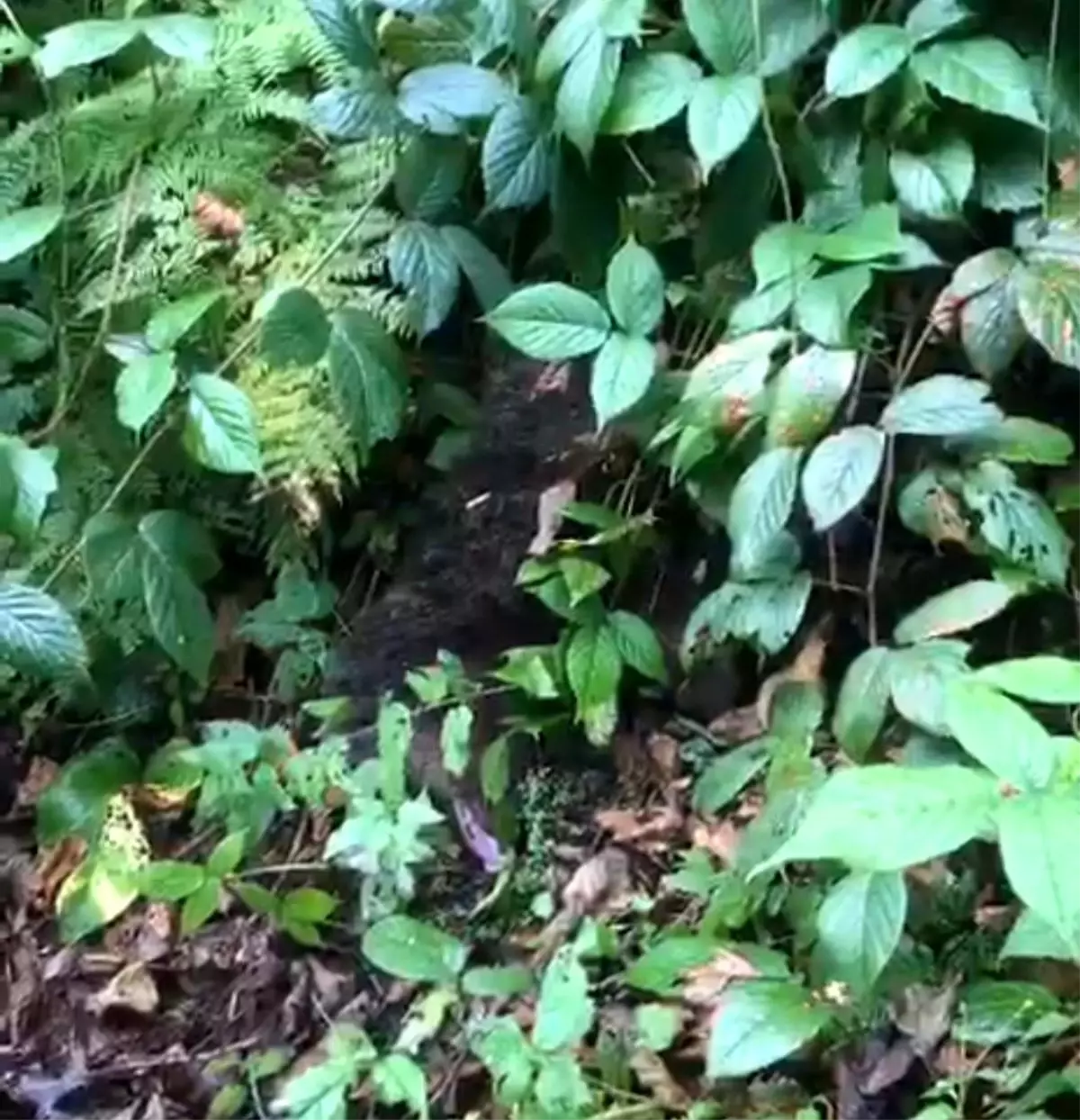 Yavru Ayı Kurtarıldı: Ayder Yaylası’nda Kahraman İtfaiye Ekiplerinin Başarısı