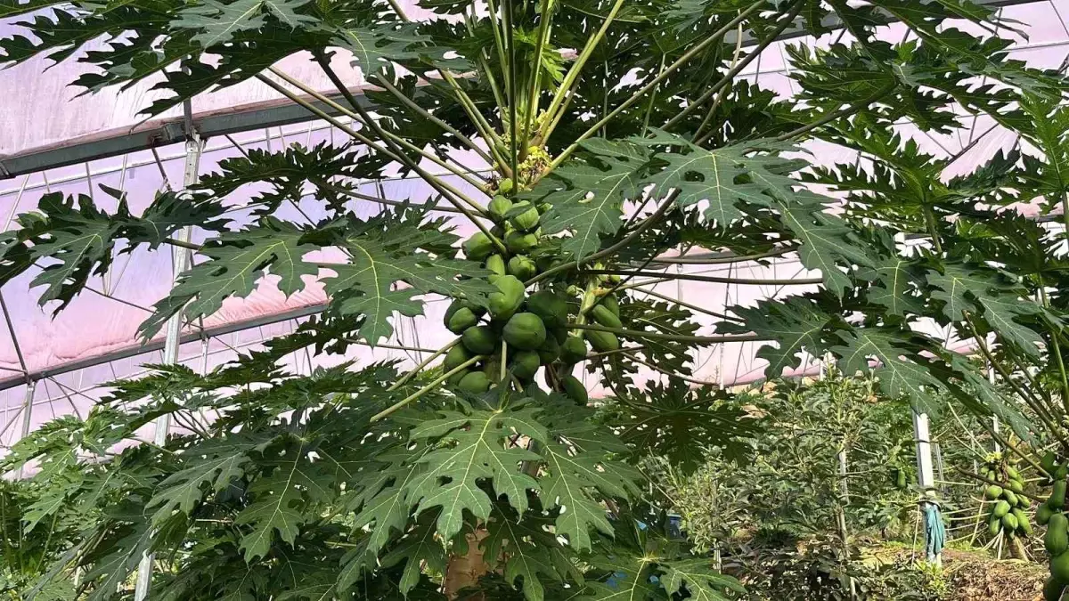 Alanya’da Tropikal Meyve Üretimi Arttı