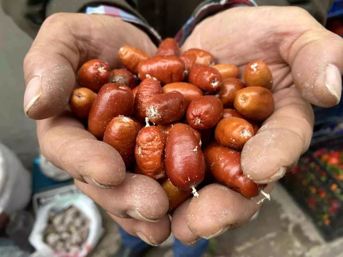Alaşehir’de İğde Ağaçları Nesli Tükenmek Üzere!