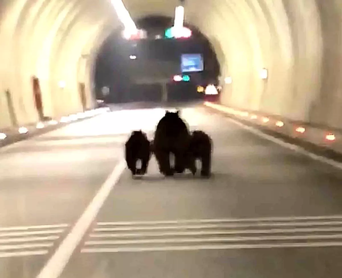 Amasra’da Tünelde Koşan Ayılar Şaşkın Sürücülere Fırtına Gibi Çarptı!