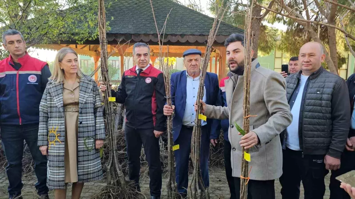 Aydın’da Nazilli’ye 4 Bin Hastalıktan Ari Kestane Fidanı Dağıtıldı