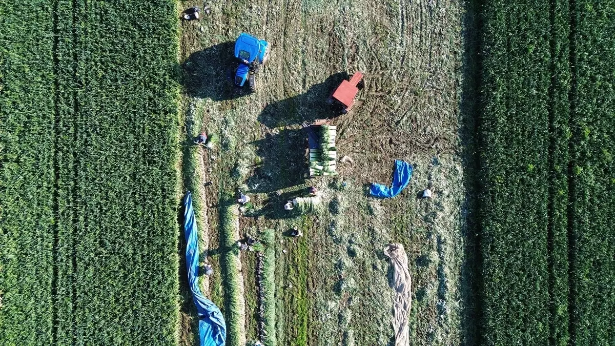 Bafra’da Pırasa Rekoltesi 28 Bin Ton Bekleniyor