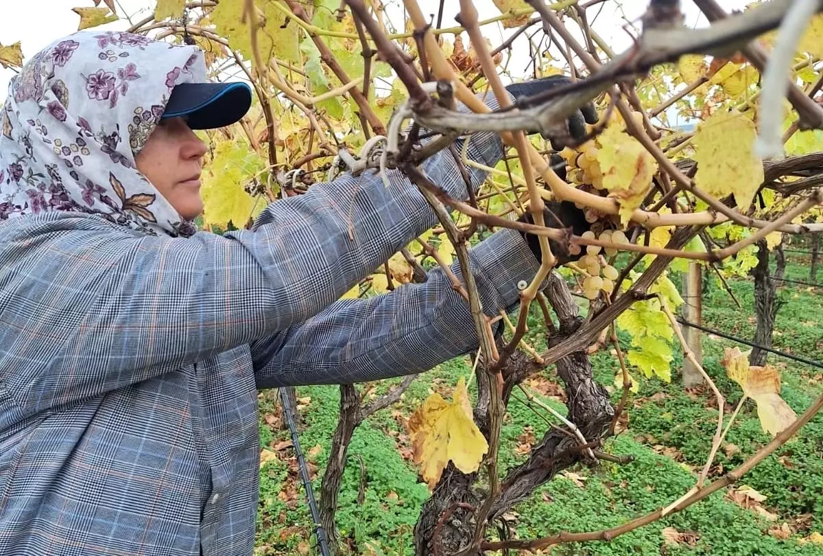 Sarıgöl’de Üzüm İsyafını Önleyen Üreticiler