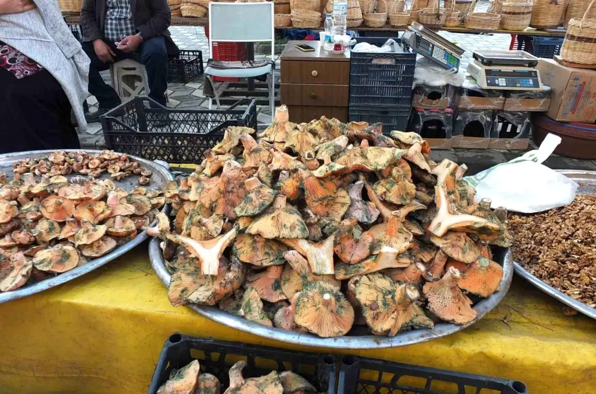 Burhaniye’de Mantar Bereketi: Yağmurlu Günler Köylüleri Geçim Kaynağıyla Buluşturdu