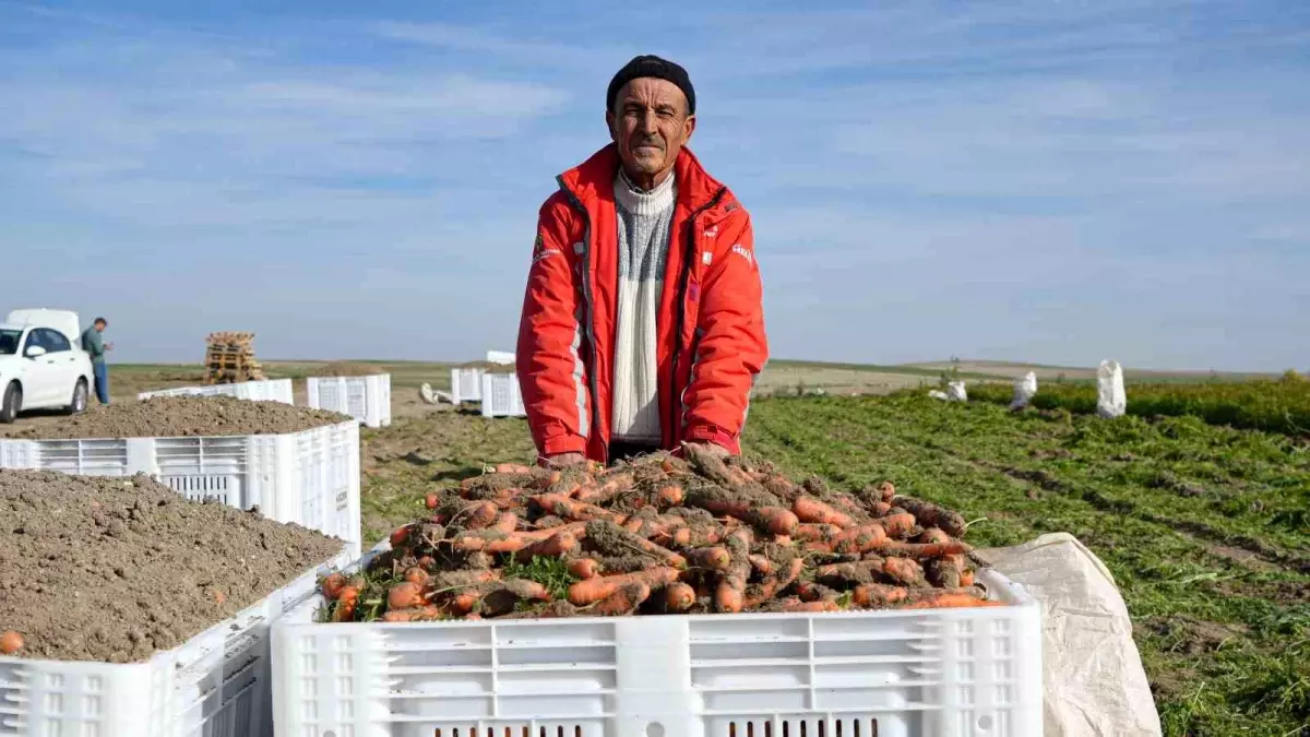 Beypazarı’nda Kışlık Havuç Hasadı Başladı