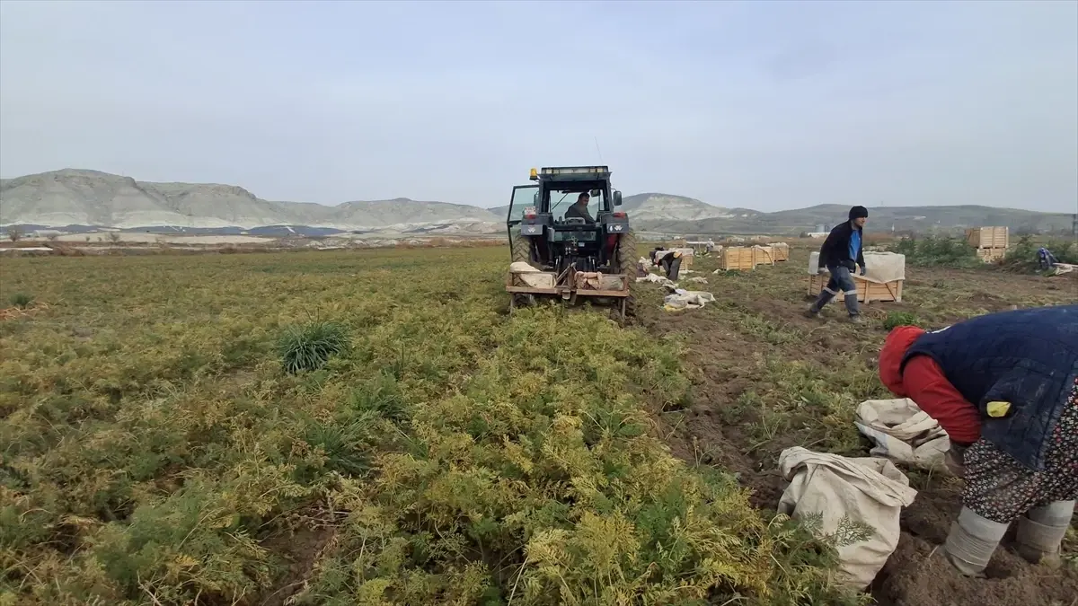 Beypazarı’nda Havuç Hasadı ve Asfalt Çalışmaları Devam Ediyor