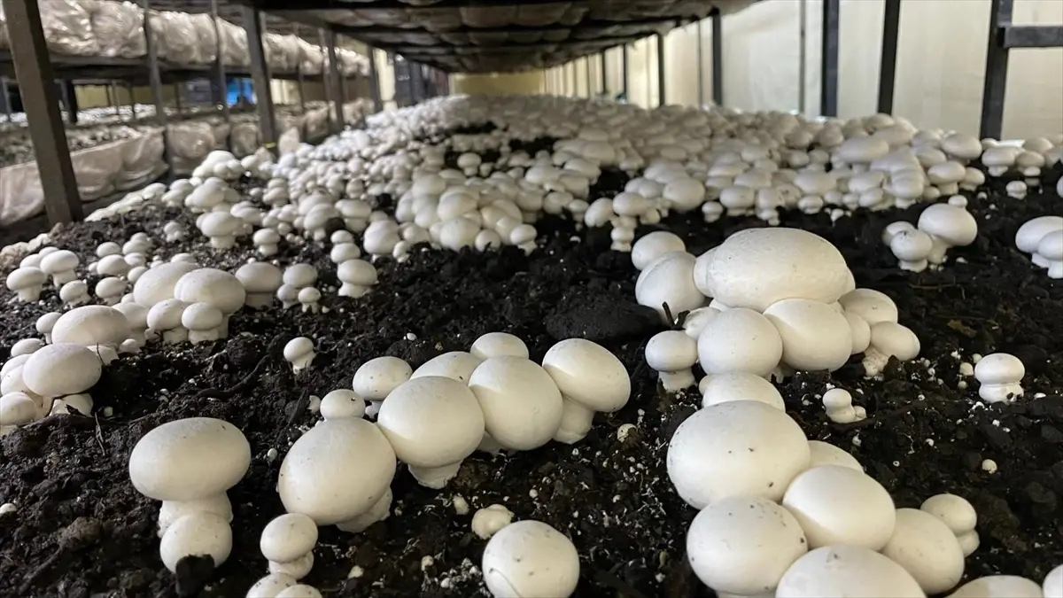 Beyşehir’de Mantar Üretimine Destek Ziyareti, Yeni Otopark ve Huzurevi Projeleri Açıklandı