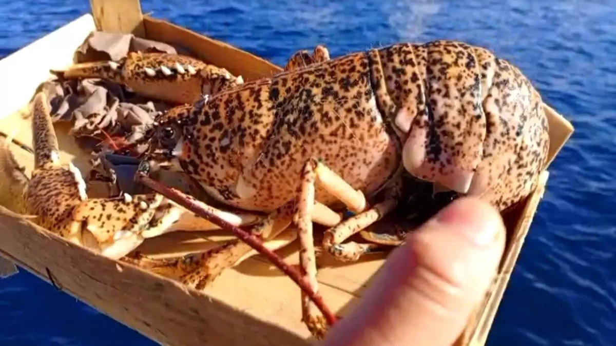 Çanakkale’de 525 kg Balığa El Konuldu