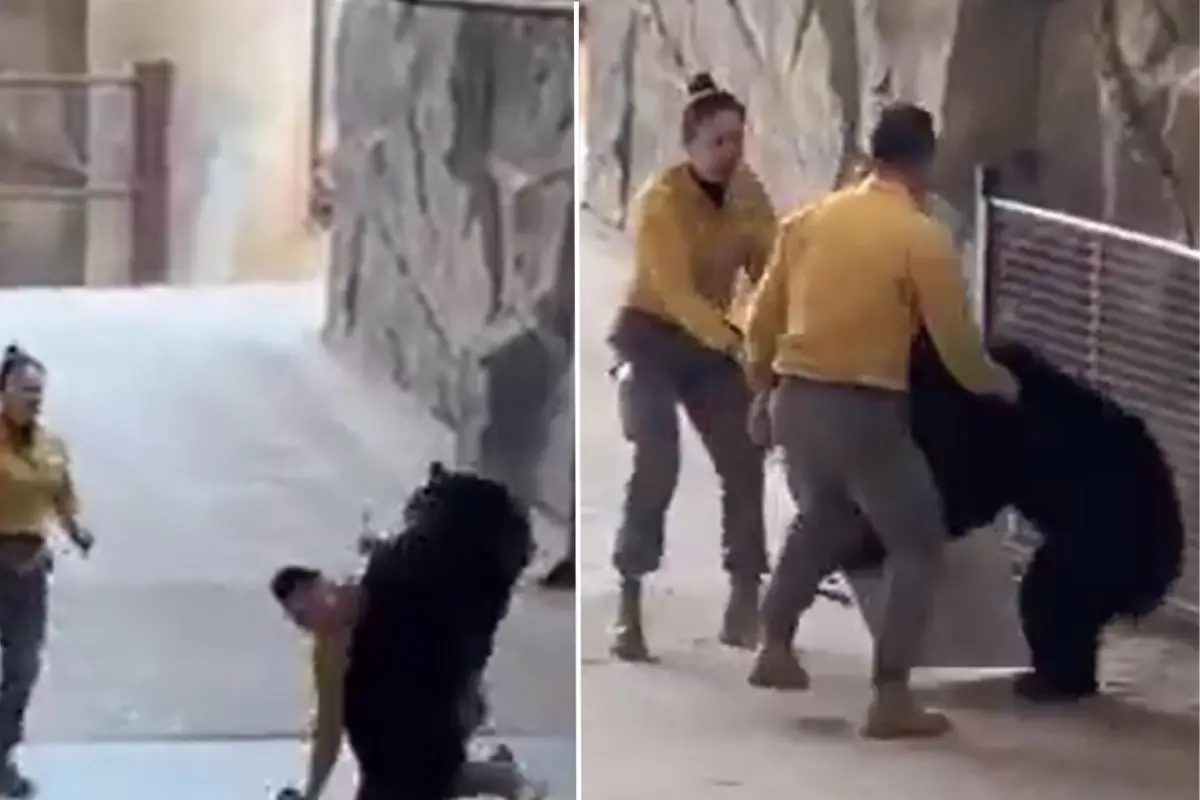 Çin’deki Safari Parkında Bakıcısına Saldıran Ayı Dehşet Saçtı