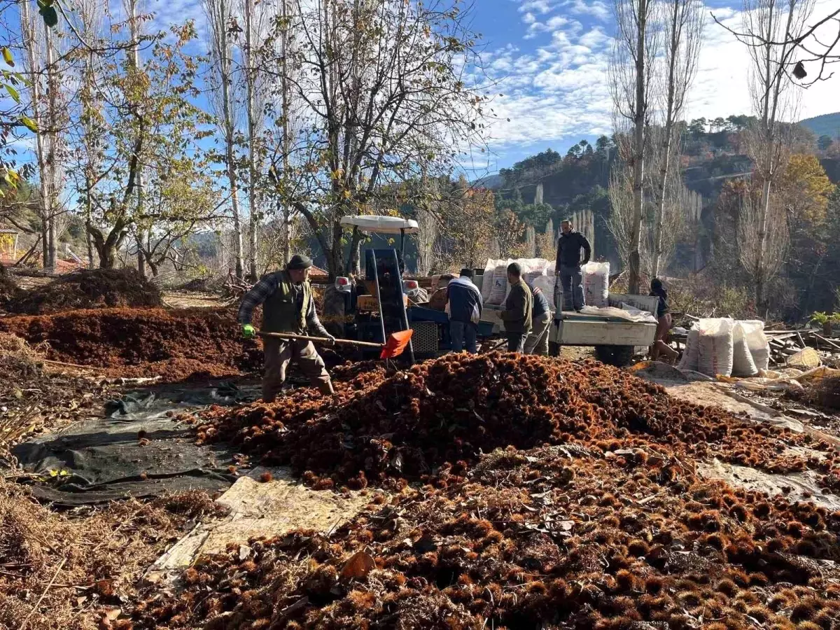 Alandız Kestanesi Alıcılarıyla Buluşuyor
