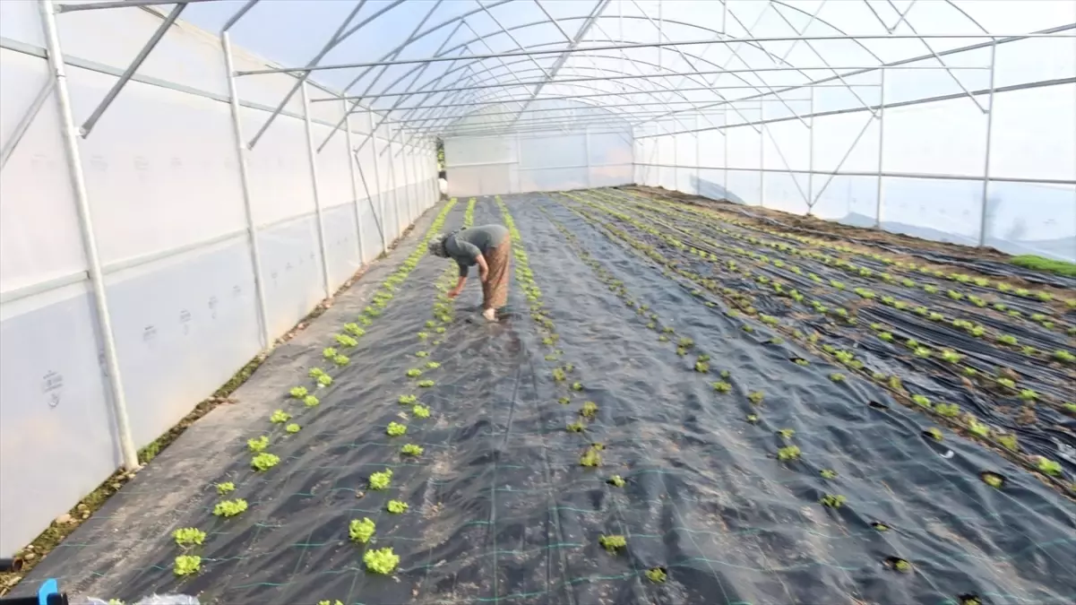 Edirne’de Seracılıkta Yeni Dönem: 20 Modern Sera Hizmete Açıldı