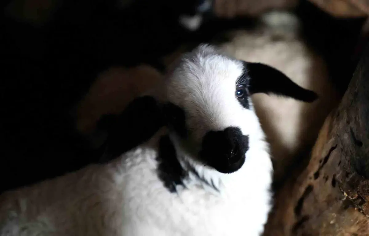 Erzincan’da Kuzu Doğumları Başladı