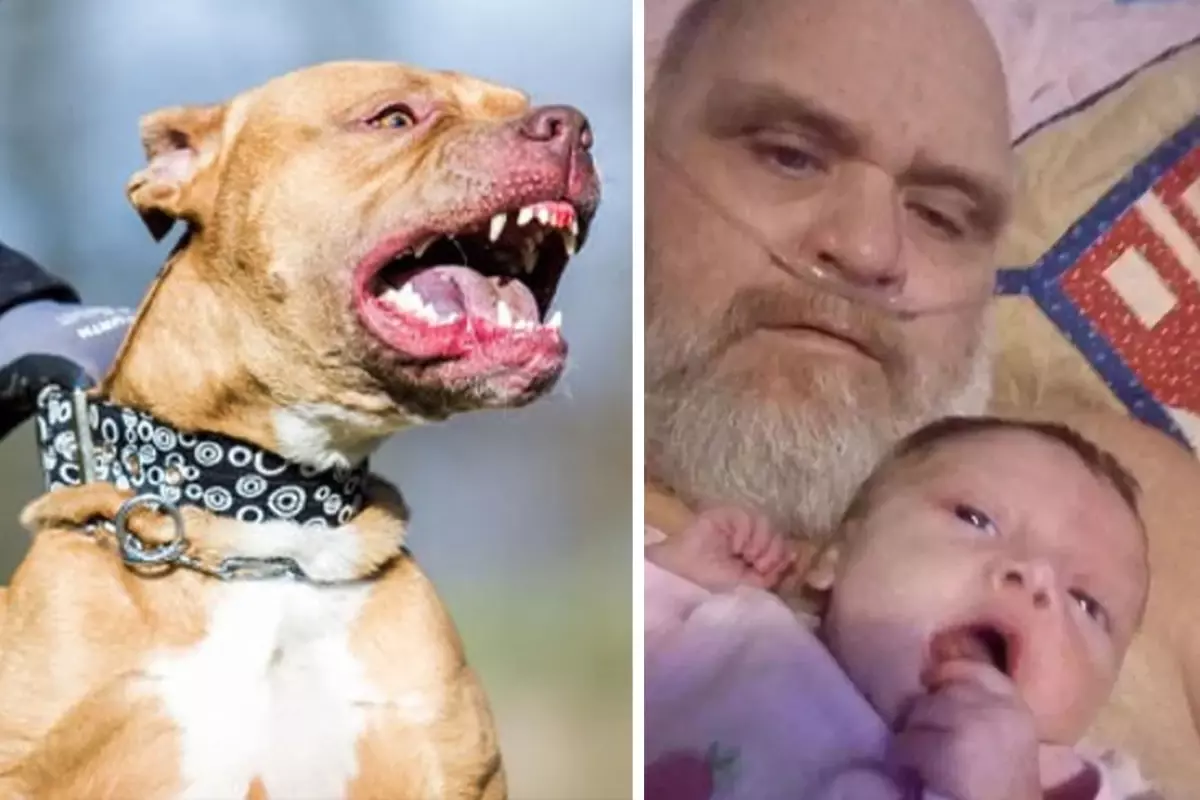 Eve giren 7 pitbull cinsi köpek, dede ve 3 aylık torununu parçalayarak öldürdü