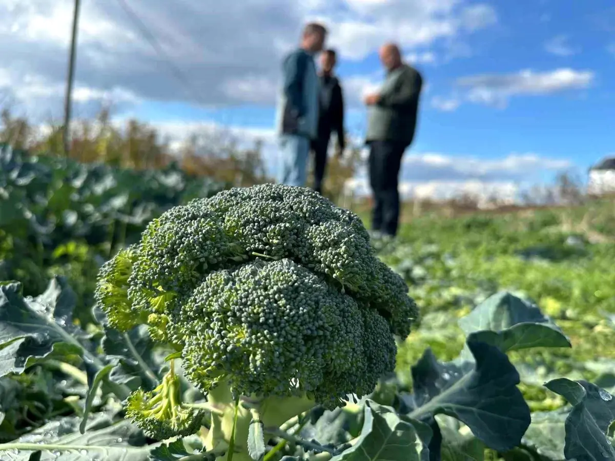 İznik’te Brokoli Fiyatları Düşüyor: Çiftçiler Zor Günler Yaşıyor