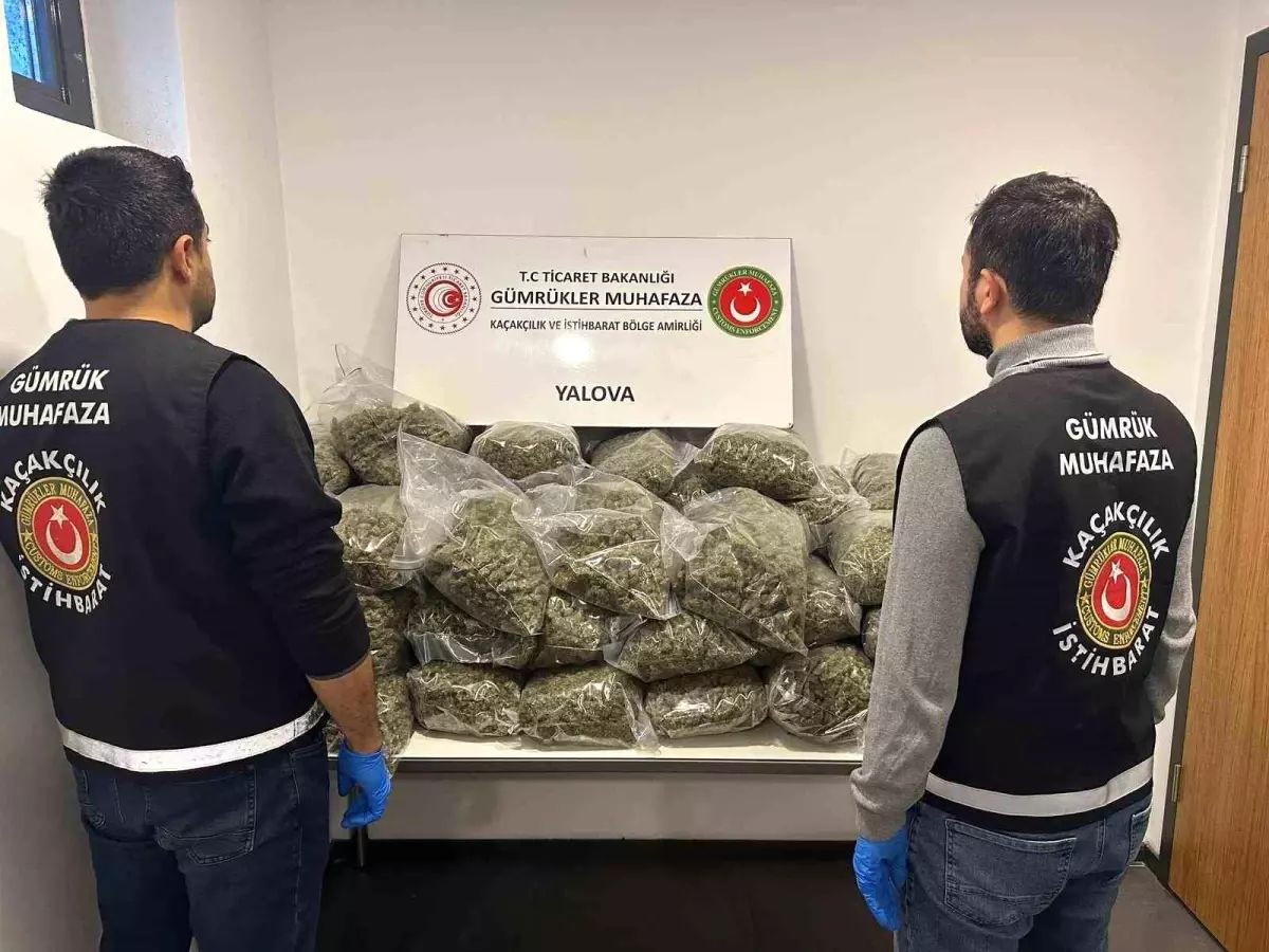 Yalova’da 37 Kilo Skunk Ele Geçirildi: 5 Şüpheli Gözaltına Alındı