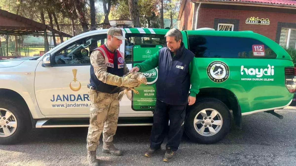 Gaziantep’te Yırtıcı Kuş Kartal Yaralı Halde Bulundu, Hemen Rehabilitasyona Alındı!