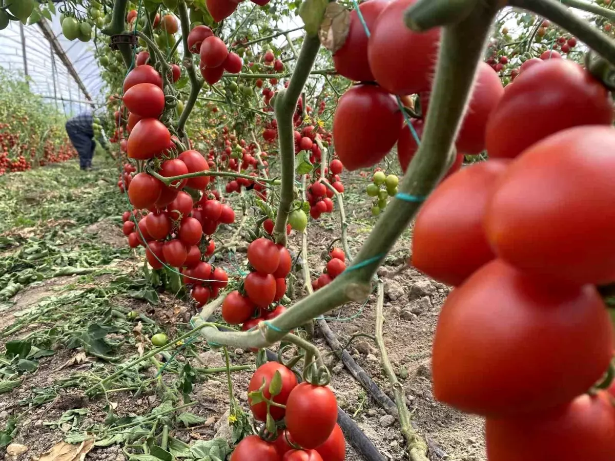Kasım Ayı Hal Endeksi Açıklandı