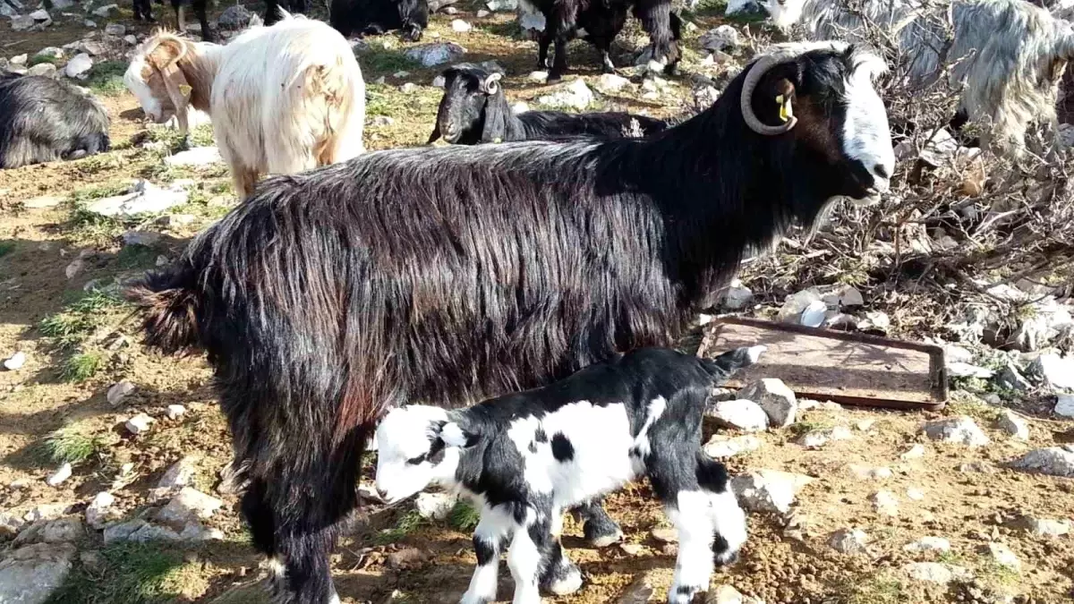 Keçi Çalıştayı’ndan Önemli Sonuçlar ve 13 Yeni Öneri