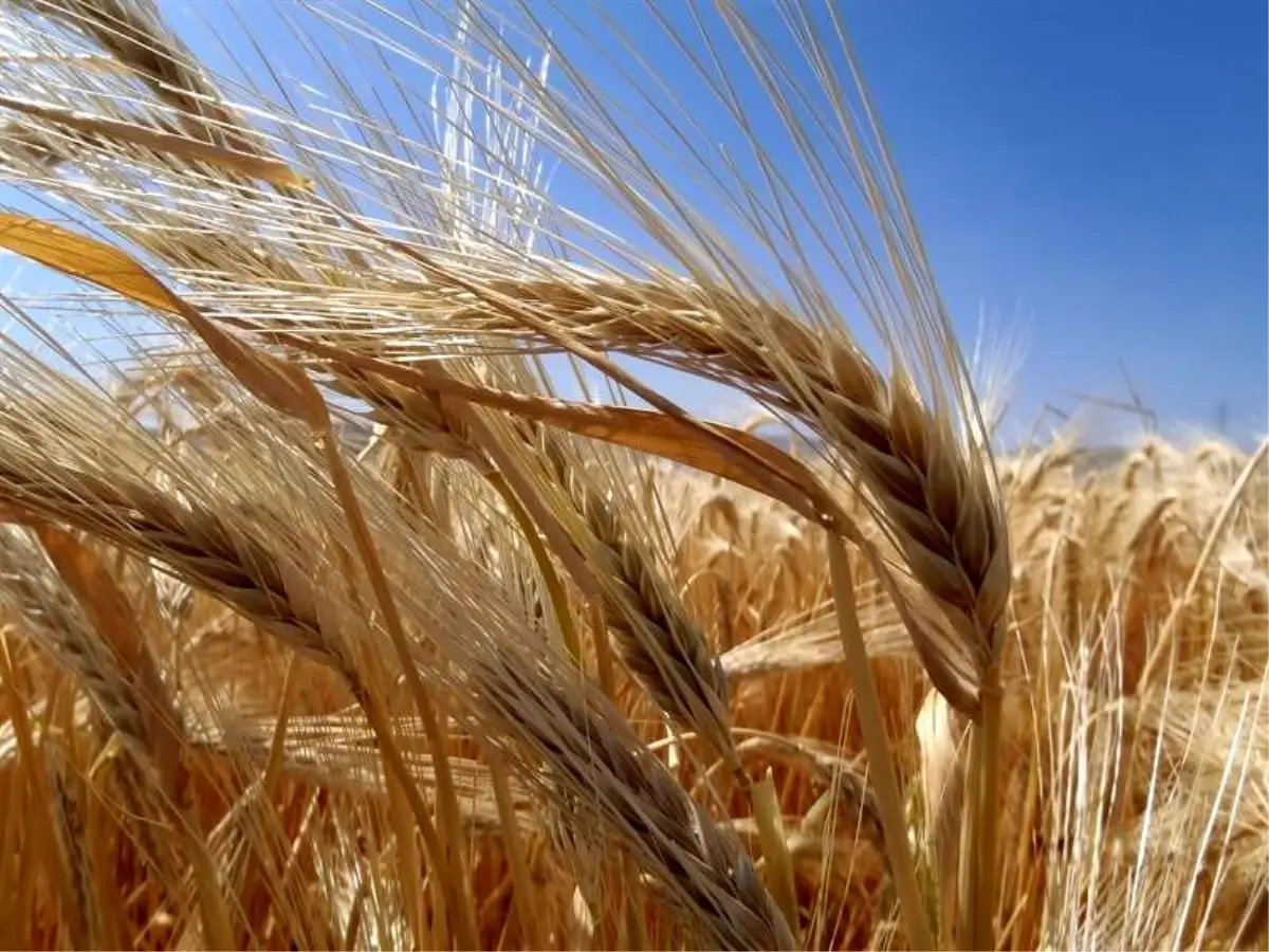 Kuraklık Ateşiyle Arpa Ekiminde Büyük Artış: TMO’dan Şok Veriler