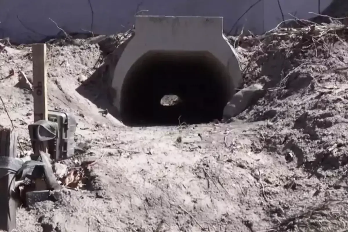 Kurbağaların Rahatça Çiftleşmesi İçin İnşa Edilen Aşk Tüneli Tamamlandı