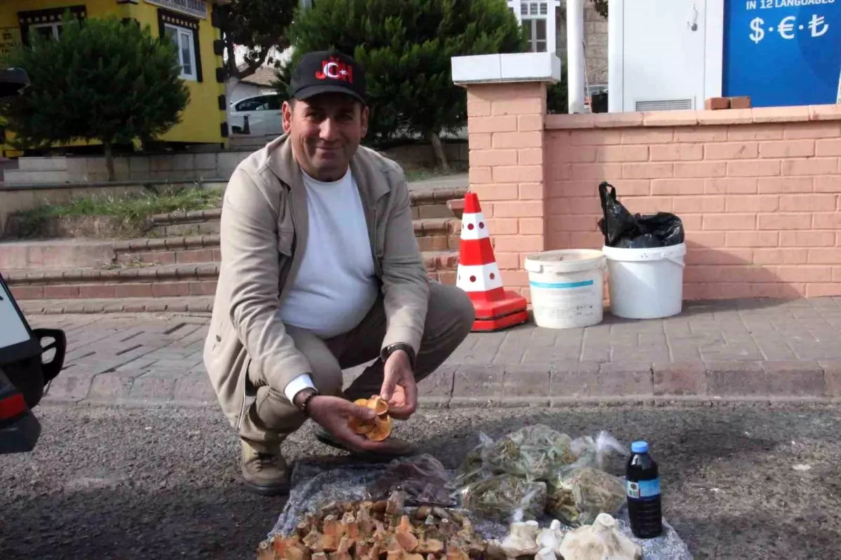 Bozdoğan’da Doğal Mantarların Lezzeti ve Zehirli Türler İçin Kritik Uyarı!