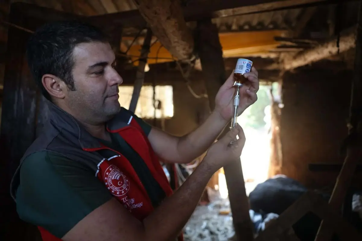 Milas’ta Şap Hastalığı Nedeniyle Karantina