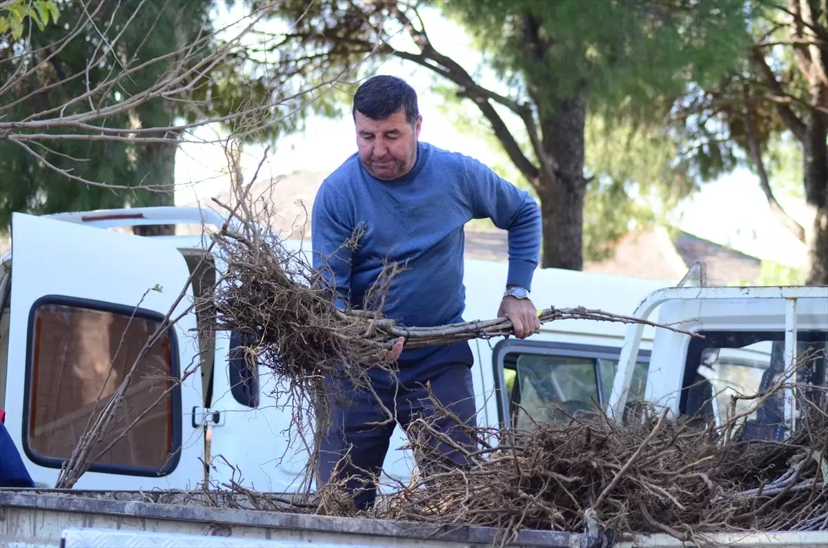 Nazilli’de 4 Bin Kestane Fidanı Dağıtıldı – Tarım ve Orman Yeni Bir Döneme Başlıyor