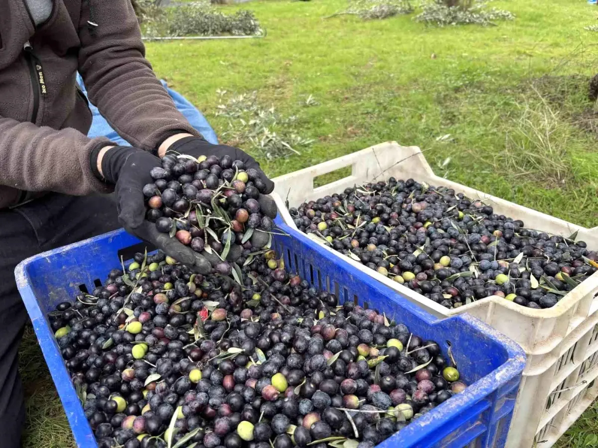 Bilecik’te Zeytin Üretiminde Şok Düşüş: Çiftçiler Fiyatları ve Verimi Eleştiriyor