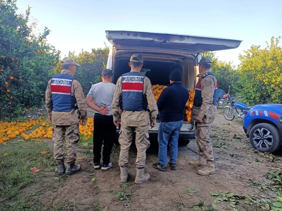 Hatay’da 2 Ton Portakalı Çalan 5 Şahıs Suçüstü Yakalandı!