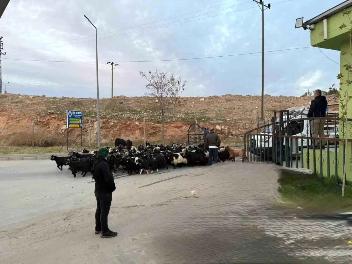 Şap Hastalığı Nedeniyle Kapalı Olan Siirt Hayvan Pazarı Yeniden Açıldı