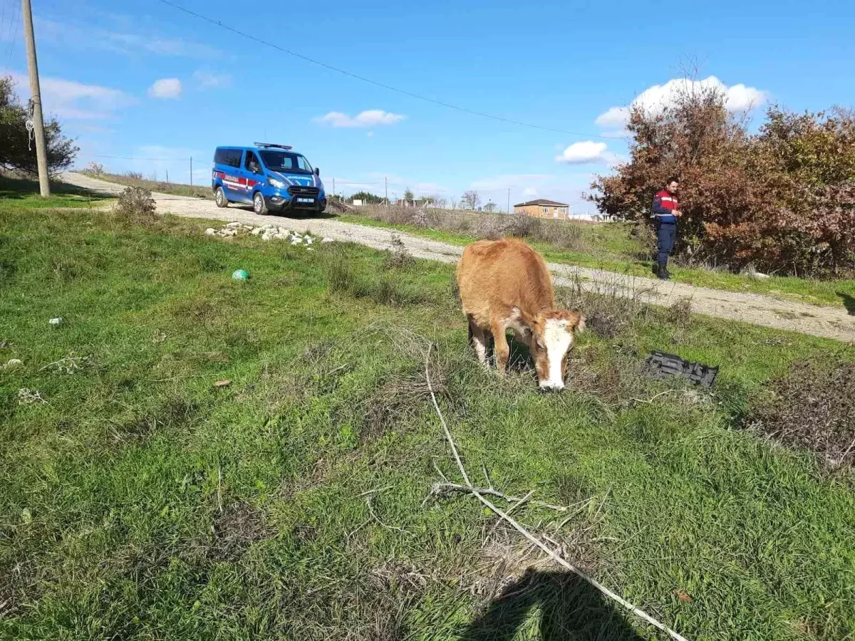 Kaçak Hayvanlar Kesime Gönderildi