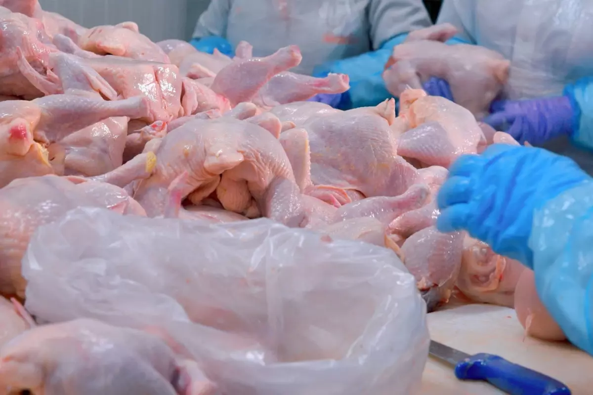 Türkiye’nin Dev Tavuk Markası Barış Tavukçuluk Konkordato İlan Etti