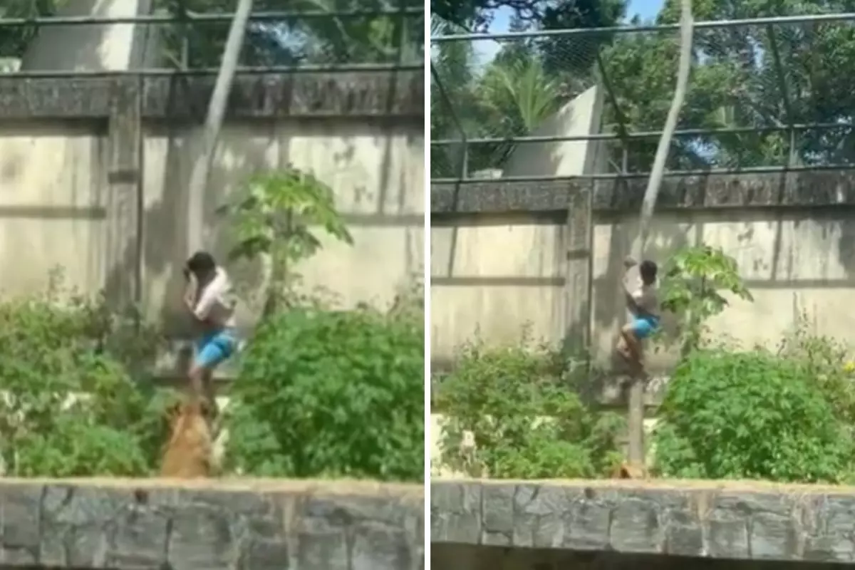 Tutkusu Sonu Oldu! 6 Metrelik Duvarı Aşıp Aslan Kafesine Girdi, Sonrası Facia