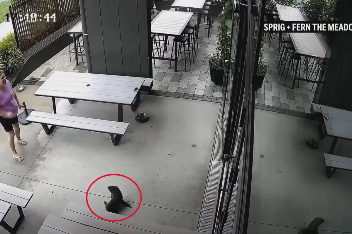 Yeni Zelanda’da bara giren yavru fok ortalığı karıştırdı!