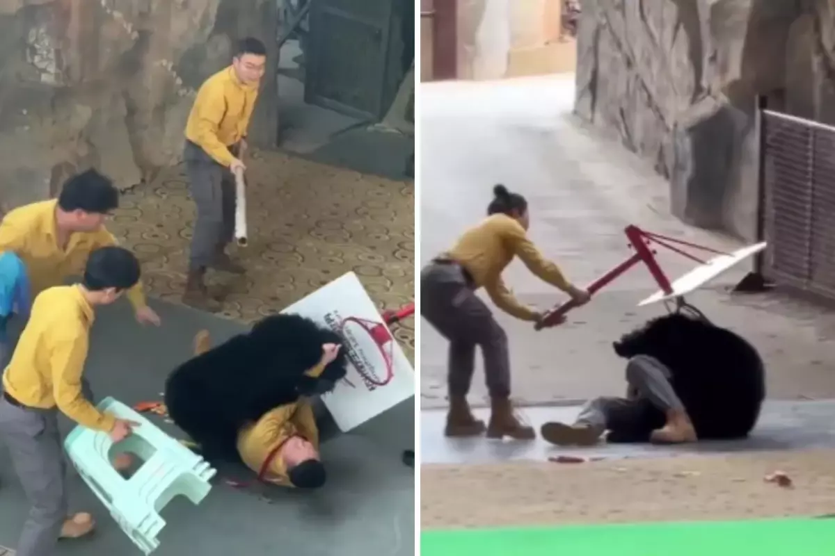 Yiyecek Kokusuyla Çıldıran Dev Kara Ayı, Bakıcısını Ağır Yaraladı